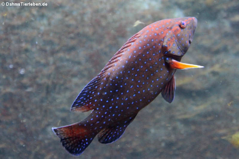 Cephalopholis argus-2