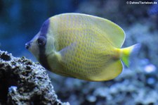 Kleins Falterfisch (Chaetodon kleinii) im Kölner Zoo