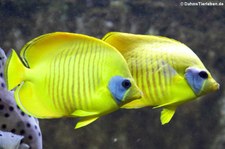 Maskenfalterfische (Chaetodon semilarvatus) im Kölner Zoo