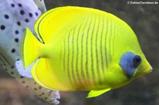 Maskenfalterfisch (Chaetodon semilarvatus) im Kölner Zoo