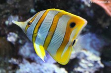 Kupferstreifen-Pinzettfisch (Chelmon rostratus) im Kölner Zoo