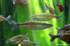 Sentani-Regenbogenfische (Chilatherina sentaniensis) (Chilatherina sentaniensis) im Kölner Zoo