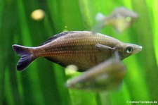 Sentani-Regenbogenfisch (Chilatherina sentaniensis) (Chilatherina sentaniensis) im Kölner Zoo