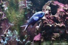 Blauer Schwalbenschwanz (Chromis cyanea) im Kölner Zoo