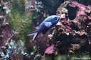 Chromis cyanea