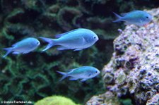 Grüne Schwalbenschwänze (Chromis viridis) im Kölner Zoo