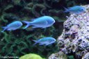 Chromis viridis