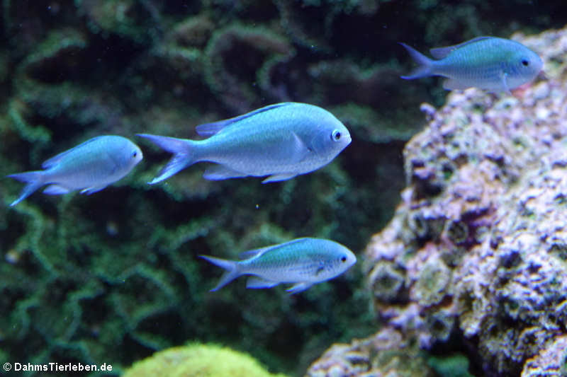 Grüne Schwalbenschwänze (Chromis viridis)