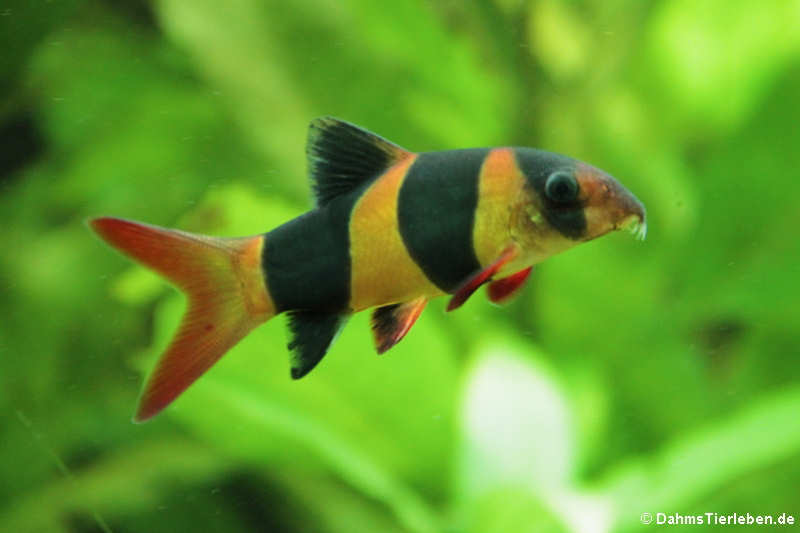 Chromobotia macracanthus-2