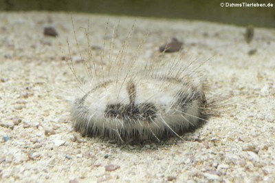 Sanddollar (Clypeaster humilis)