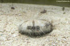 Sanddollar (Clypeaster humilis) im Kölner Zoo