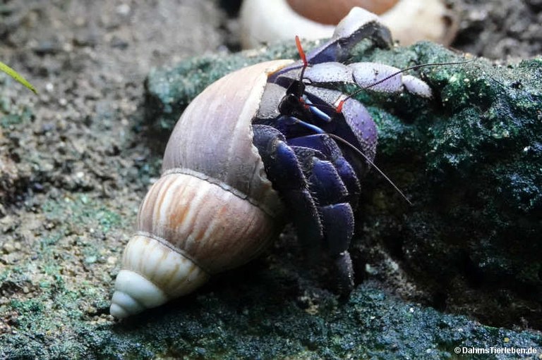 Coenobita spec.