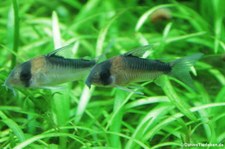 Adolfo's Panzerwels (Corydoras adolfoi) im Kölner Zoo