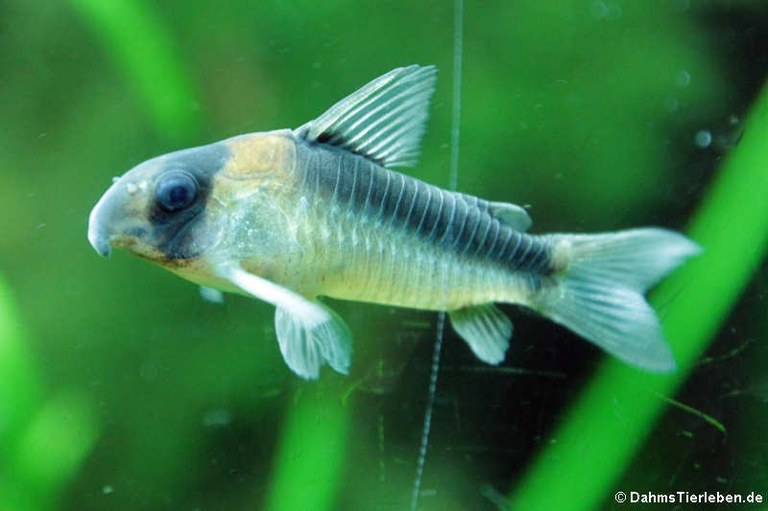 Corydoras adolfoi