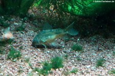 Marmorierter Panzerwels (Corydoras paleatus) im Kölner Zoo