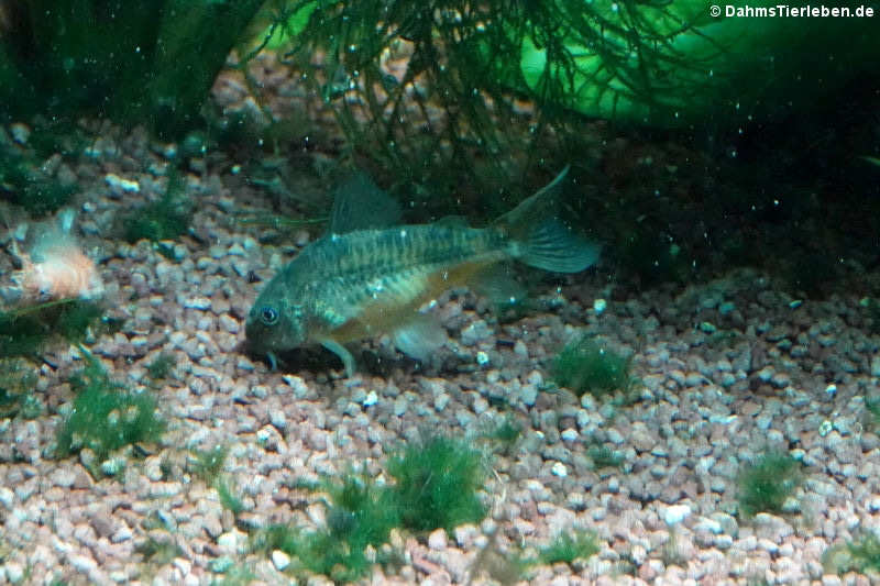 Corydoras paleatus