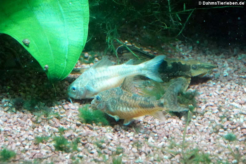 Marmorierte Panzerwelse (Corydoras paleatus)