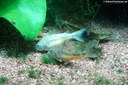 Corydoras paleatus