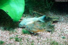 Marmorierte Panzerwelse (Corydoras paleatus) im Kölner Zoo