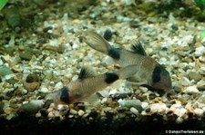 Panda-Panzerwelse (Corydoras panda) im Kölner Zoo