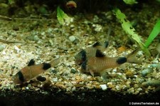 Panda-Panzerwelse (Corydoras panda) im Kölner Zoo