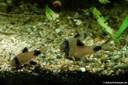 Corydoras panda