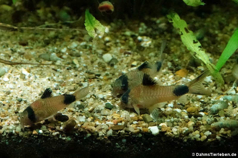 Panda-Panzerwelse (Corydoras panda)