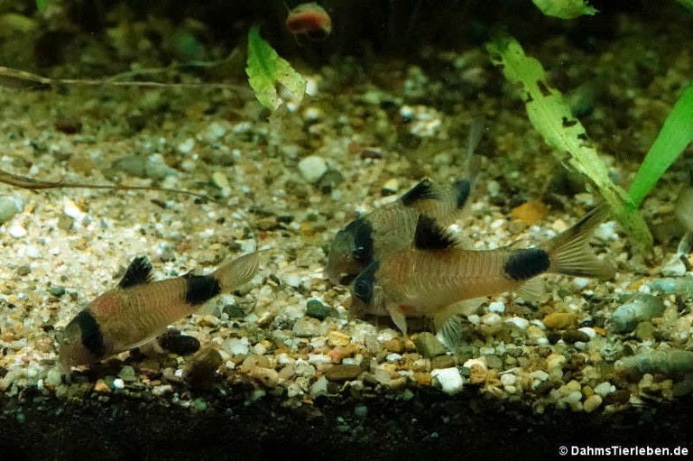 Hoplisoma panda