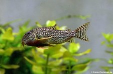 Orangeflossen-Panzerwels (Corydoras sterbai) im Kölner Zoo