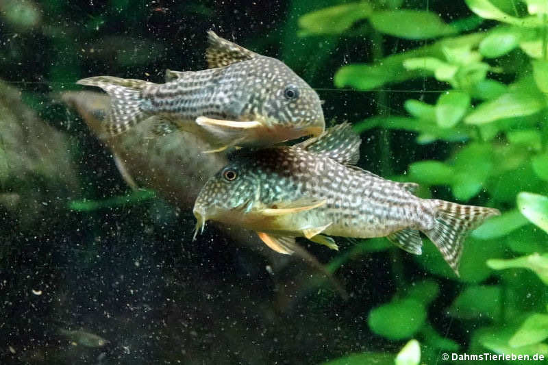 Orangeflossen-Panzerwelse (Corydoras sterbai)