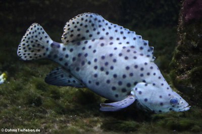 Paddelbarsch (Chromileptes altivelis)