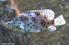 Paddelbarsch (Chromileptes altivelis) im Kölner Zoo