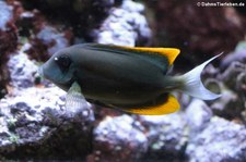 Tomini-Borstenzahndoktorfisch (Ctenochaetus tominiensis) im Kölner Zoo