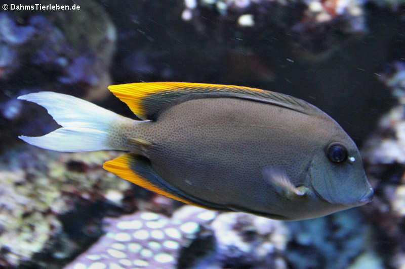 Ctenochaetus tominiensis-1