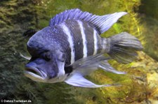 Tanganjika-Beulenkopf (Cyphotilapia frontosa) im Kölner Zoo