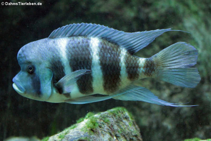 Tanganjika-Beulenkopf (Cyphotilapia frontosa)