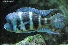 Tanganjika-Beulenkopf (Cyphotilapia frontosa) im Kölner Zoo