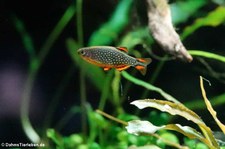 Perlhuhnbärbling (Danio margaritatus) im Kölner Zoo