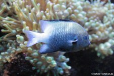 Rotmeer-Preußenfisch (Dascyllus marginatus) im Kölner Zoo