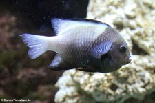 Rotmeer-Preußenfisch (Dascyllus marginatus) im Kölner Zoo