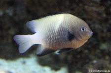 Rotmeer-Preußenfisch (Dascyllus marginatus) im Kölner Zoo