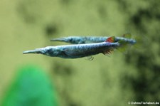 Zwerg-Halbschnabelhecht (Dermogenys pusilla) im Zoo Köln