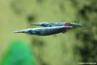 Halbschnabelhechte (Dermogenys pusilla)