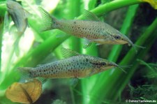 Schrot-Schwielenwels (Dianema longibarbis) im Kölner Zoo