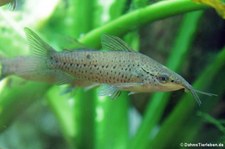 Schrot-Schwielenwels (Dianema longibarbis) im Kölner Zoo