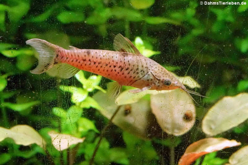 Schrot-Schwielenwels (Dianema longibarbis) im Kölner Zoo