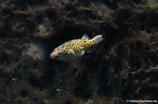 Augenfleck-Kugelfisch (Dichotomyctere ocellatus) im Kölner Zoo