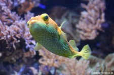 Braunflecken-Igelfisch (Diodon holocanthus) im Kölner Zoo