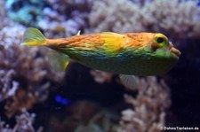 Braunflecken-Igelfisch (Diodon holocanthus) im Kölner Zoo