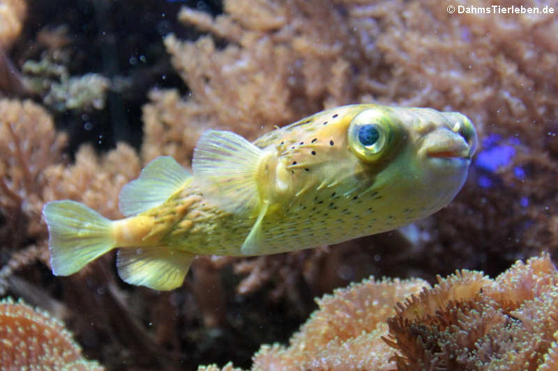 Braunflecken-Igelfisch (Diodon holocanthus)